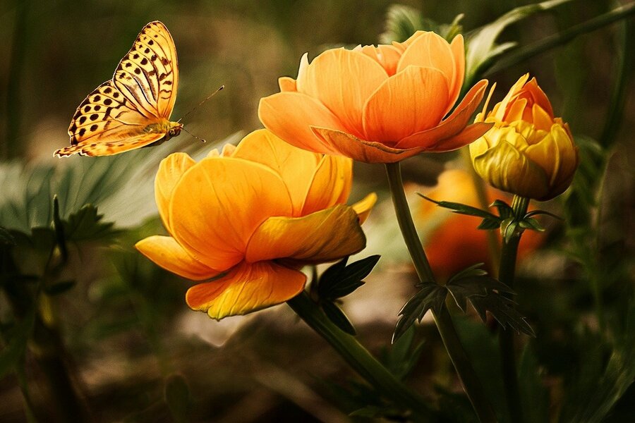 Orange Flowers With Butterfly Photograph Print 100% Australian Made