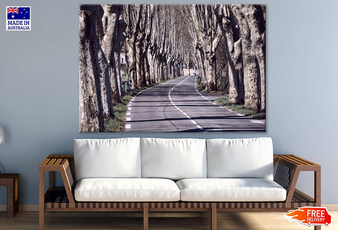 Tree Row Along Road Photograph Print 100% Australian Made