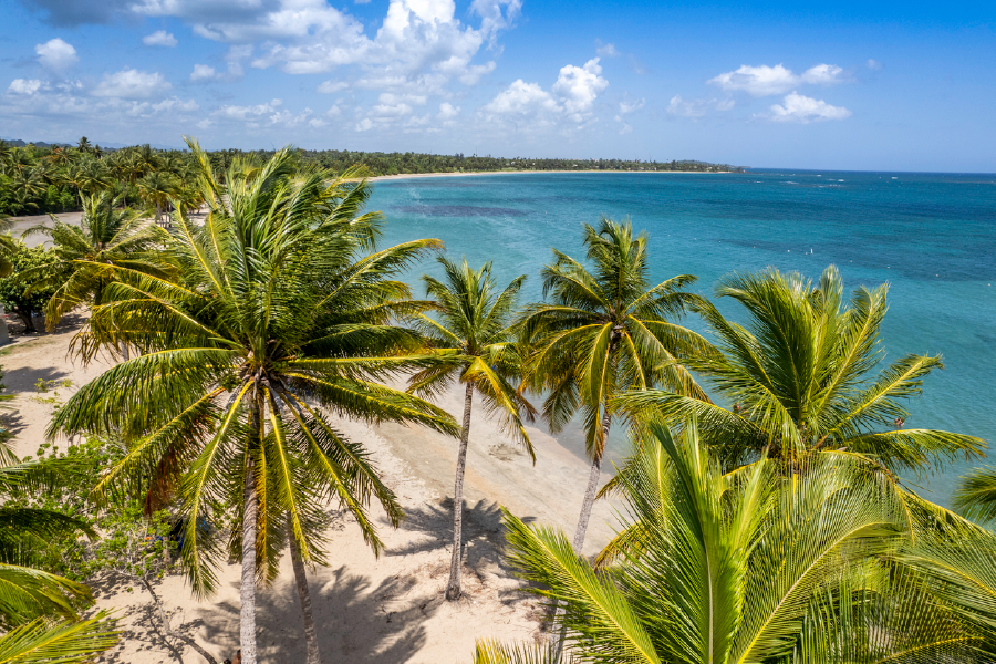 Palm Trees & Sea Aerial View Photograph Print 100% Australian Made