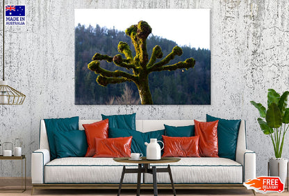 Mossy Tree with Branches View Photograph Print 100% Australian Made