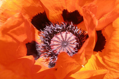 Red Poppy Flower Macro Photograph Print 100% Australian Made