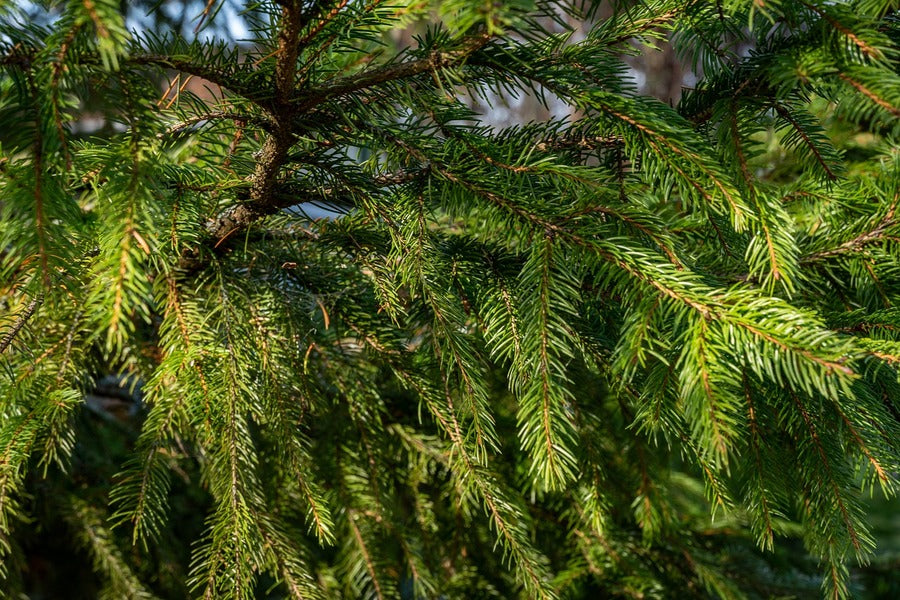 Christmas Tree Branch View Photograph Print 100% Australian Made