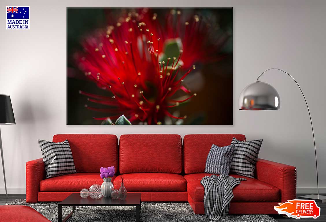 Pohutukawa Flower Closeup View Photograph Print 100% Australian Made