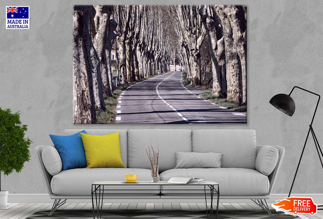 Tree Row Along Road Photograph Print 100% Australian Made