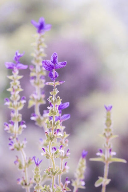 Purple Laverder Flower Closeup Photograph Print 100% Australian Made