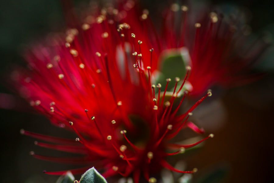 Pohutukawa Flower Closeup View Photograph Print 100% Australian Made