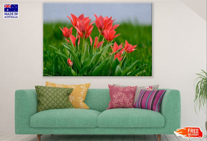 Red Tulip Flowers with Leaves Closeup Photograph Print 100% Australian Made