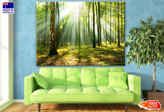 Sunlight Through the Forest Print 100% Australian Made