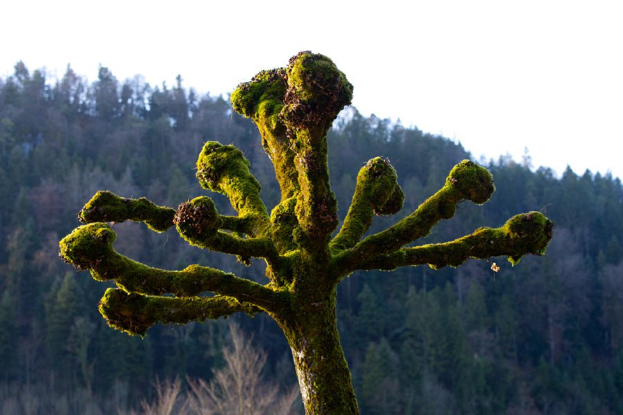 Mossy Tree with Branches View Photograph Print 100% Australian Made