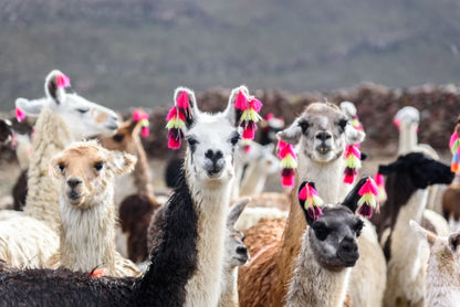 Alpacas Herd Photograph Home Decor Premium Quality Poster Print Choose Your Sizes