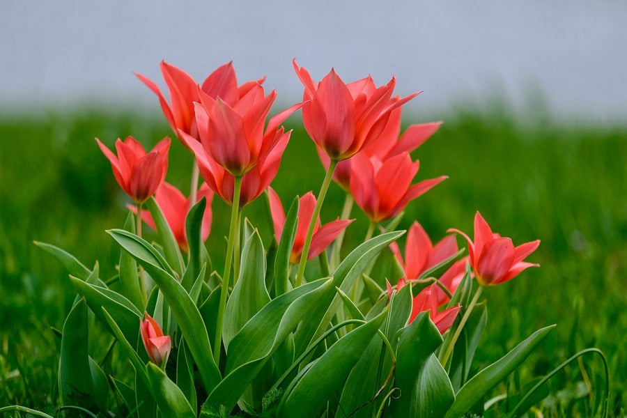 Red Tulip Flowers with Leaves Closeup Photograph Print 100% Australian Made