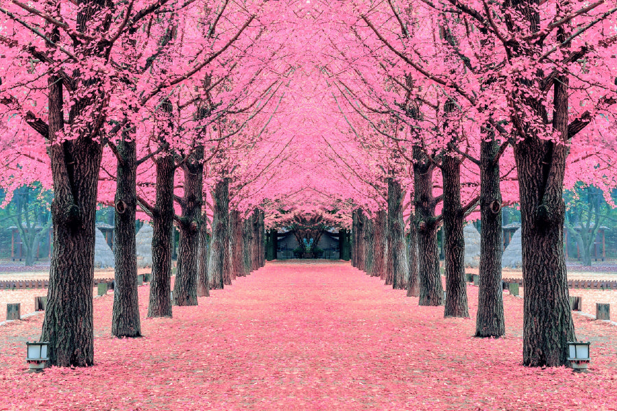 Pink Trees Photograph Nami Island Korea Print 100% Australian Made