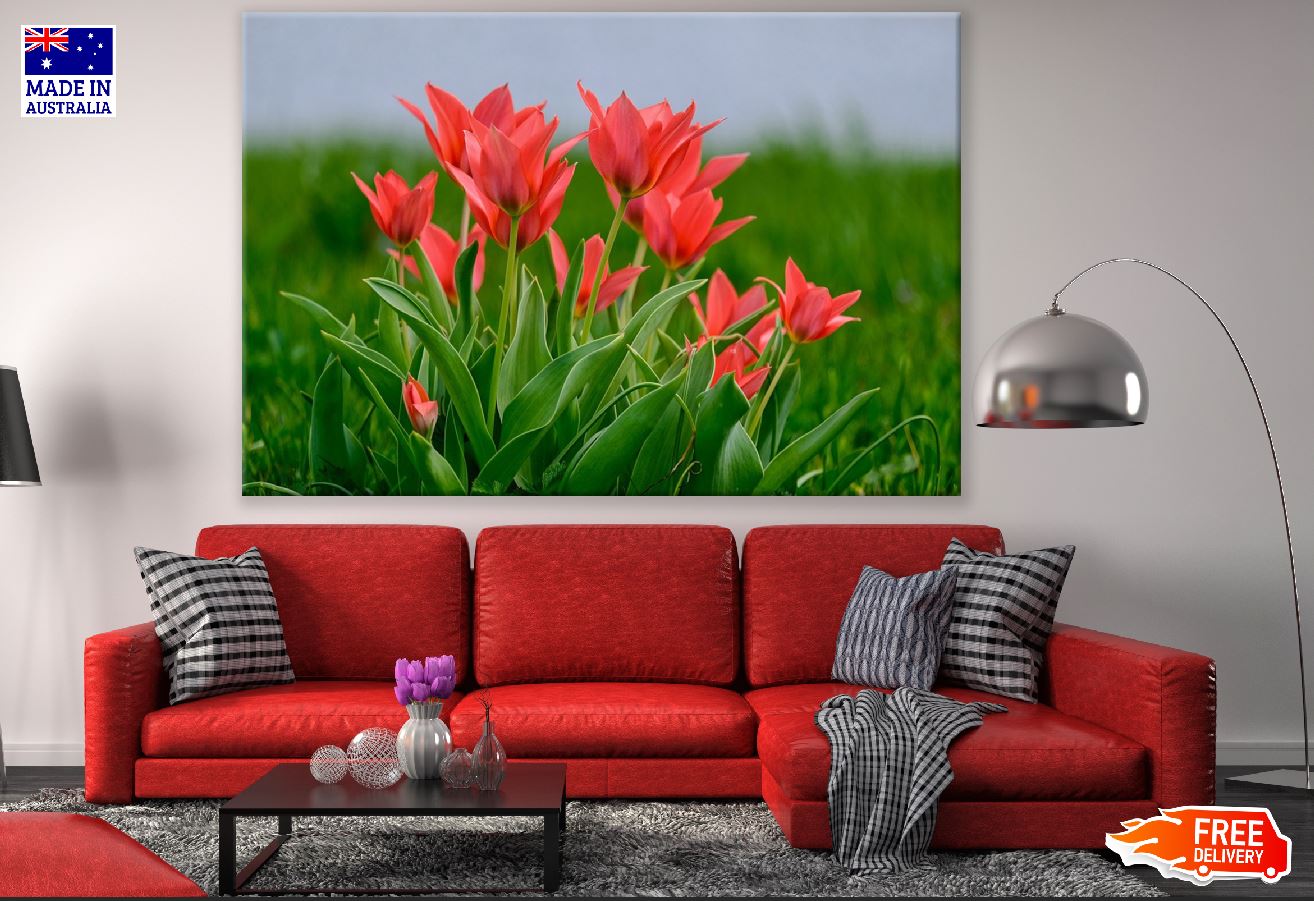 Red Tulip Flowers with Leaves Closeup Photograph Print 100% Australian Made