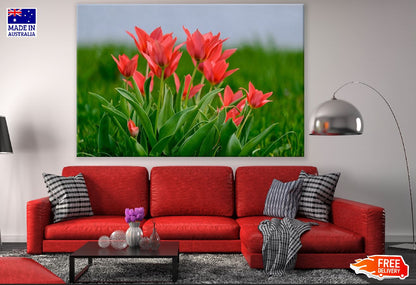 Red Tulip Flowers with Leaves Closeup Photograph Print 100% Australian Made