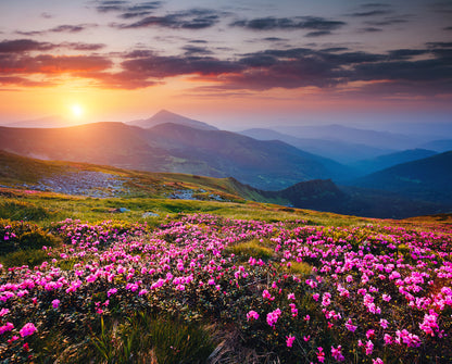Wallpaper Murals Peel and Stick Removable Floral Field Sunset View High Quality