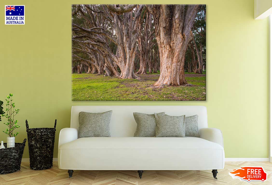 Huge Tree Forest Photograph Print 100% Australian Made