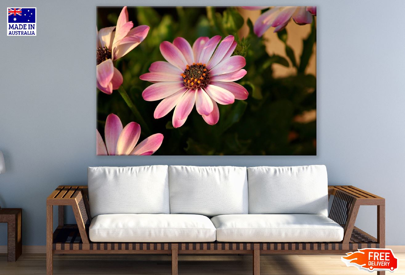 Pink & White African Daisy Flower Photograph Print 100% Australian Made