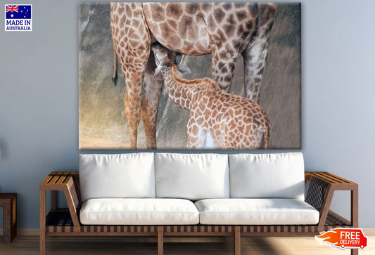 Giraffe Mom & Baby Photograph Print 100% Australian Made