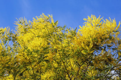 Acacia Dealbata Tree Blue Sky Photograph Print 100% Australian Made