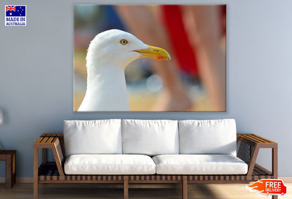 Seagull Bird Face Closeup Photograph Print 100% Australian Made