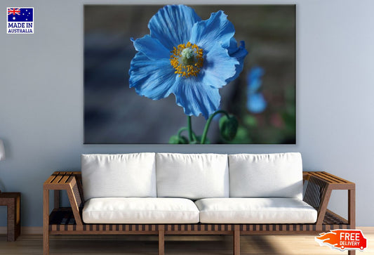 Himalayan blue Tibet Popp Photograph Print 100% Australian Made