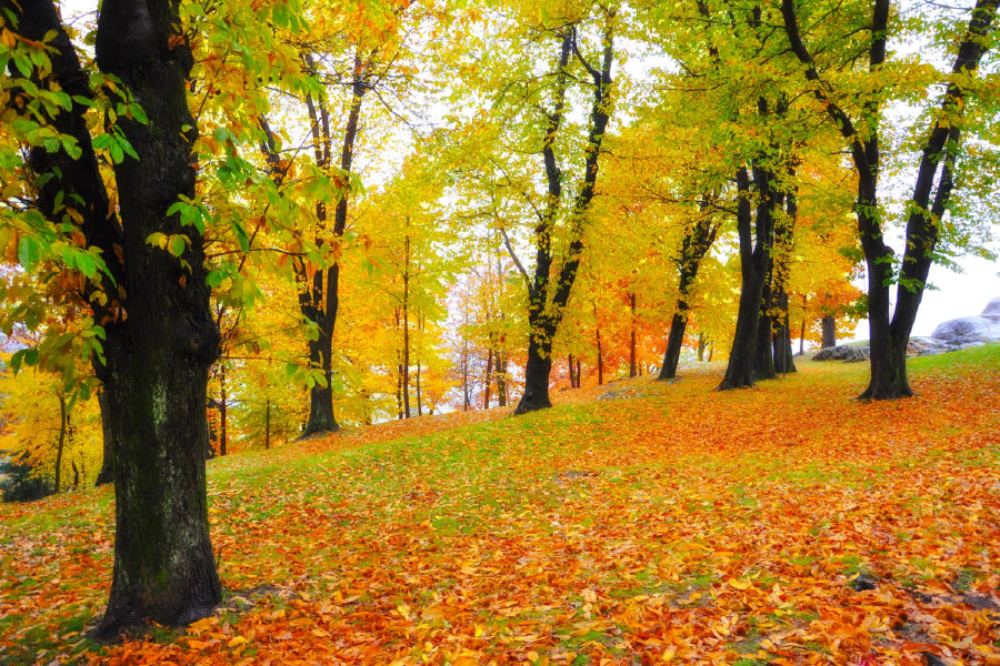 Yellow Red Autumn Trees Park View Photograph Print 100% Australian Made