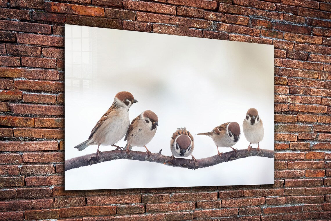 Sparrow Birds on Branch Print Tempered Glass Wall Art 100% Made in Australia Ready to Hang