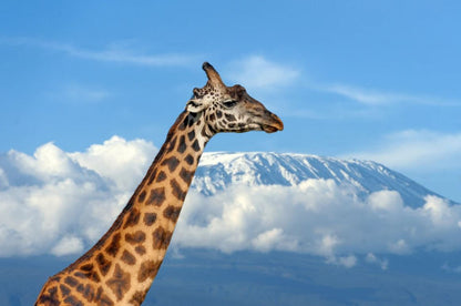Giraffe Portrait Photograph Home Decor Premium Quality Poster Print Choose Your Sizes