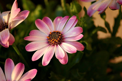 Pink & White African Daisy Flower Photograph Print 100% Australian Made