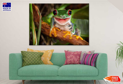 Red Eye Frog on Tree Branch View Photograph Print 100% Australian Made