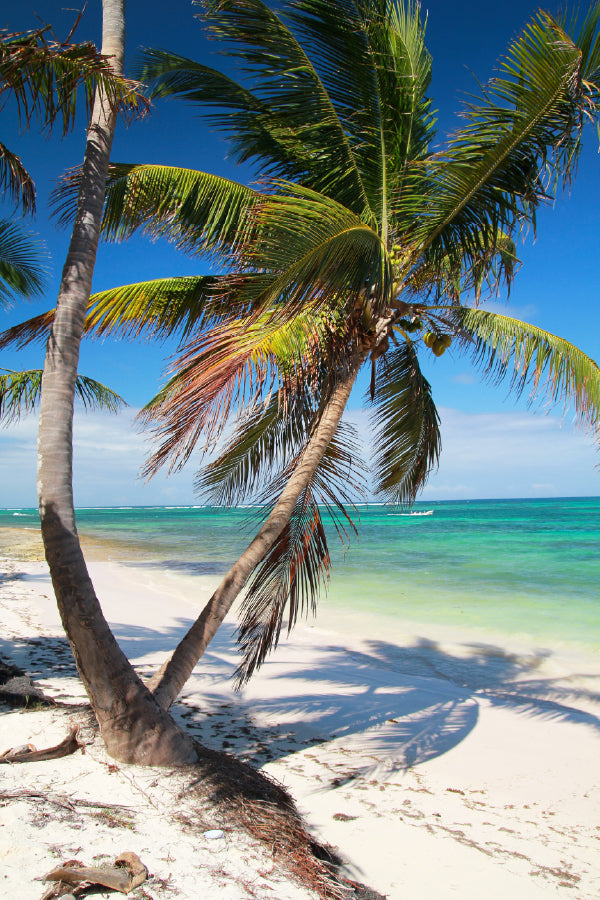 Palms on Sand Beach Photograph Print 100% Australian Made
