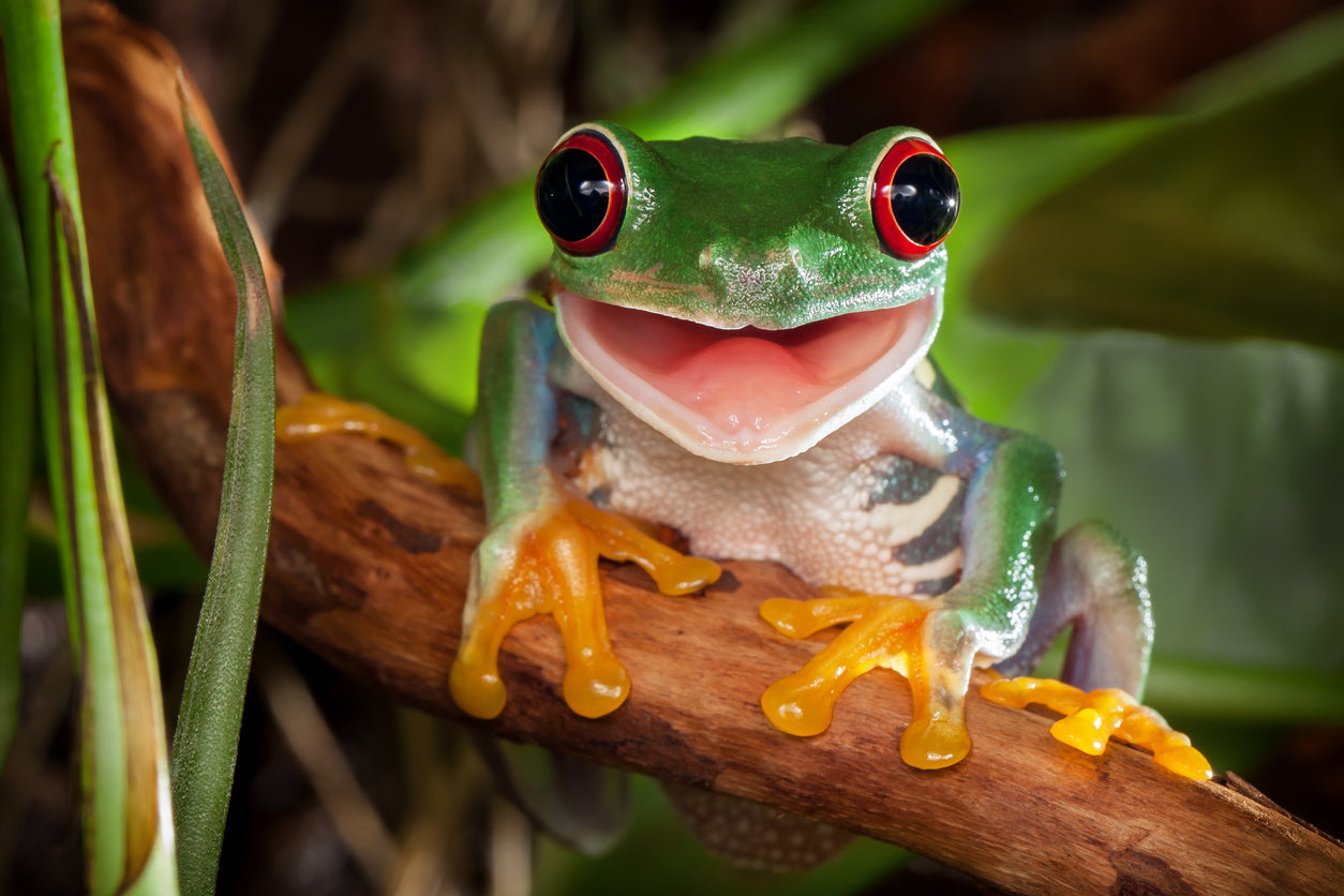 Red Eye Frog on Tree Branch View Photograph Print 100% Australian Made