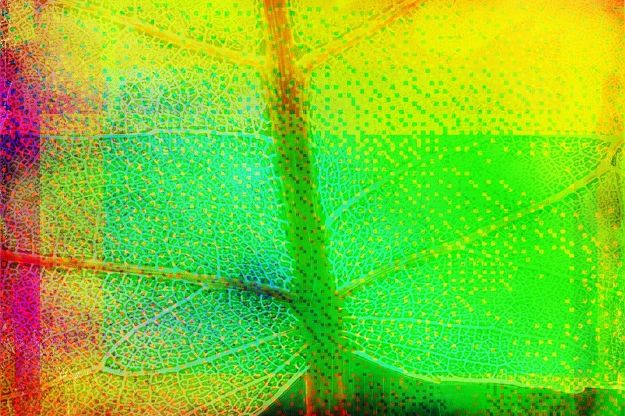 Green Yellow & Pink Abstract Design Print 100% Australian Made