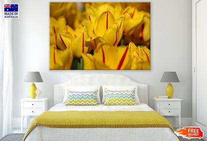 Yellow Red Tulip Flowers Closeup Photograph Print 100% Australian Made