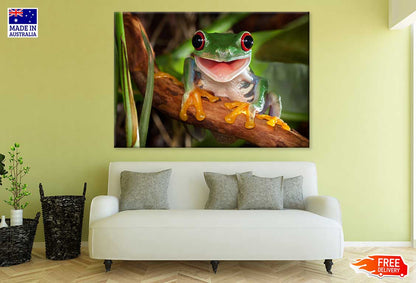 Red Eye Frog on Tree Branch View Photograph Print 100% Australian Made