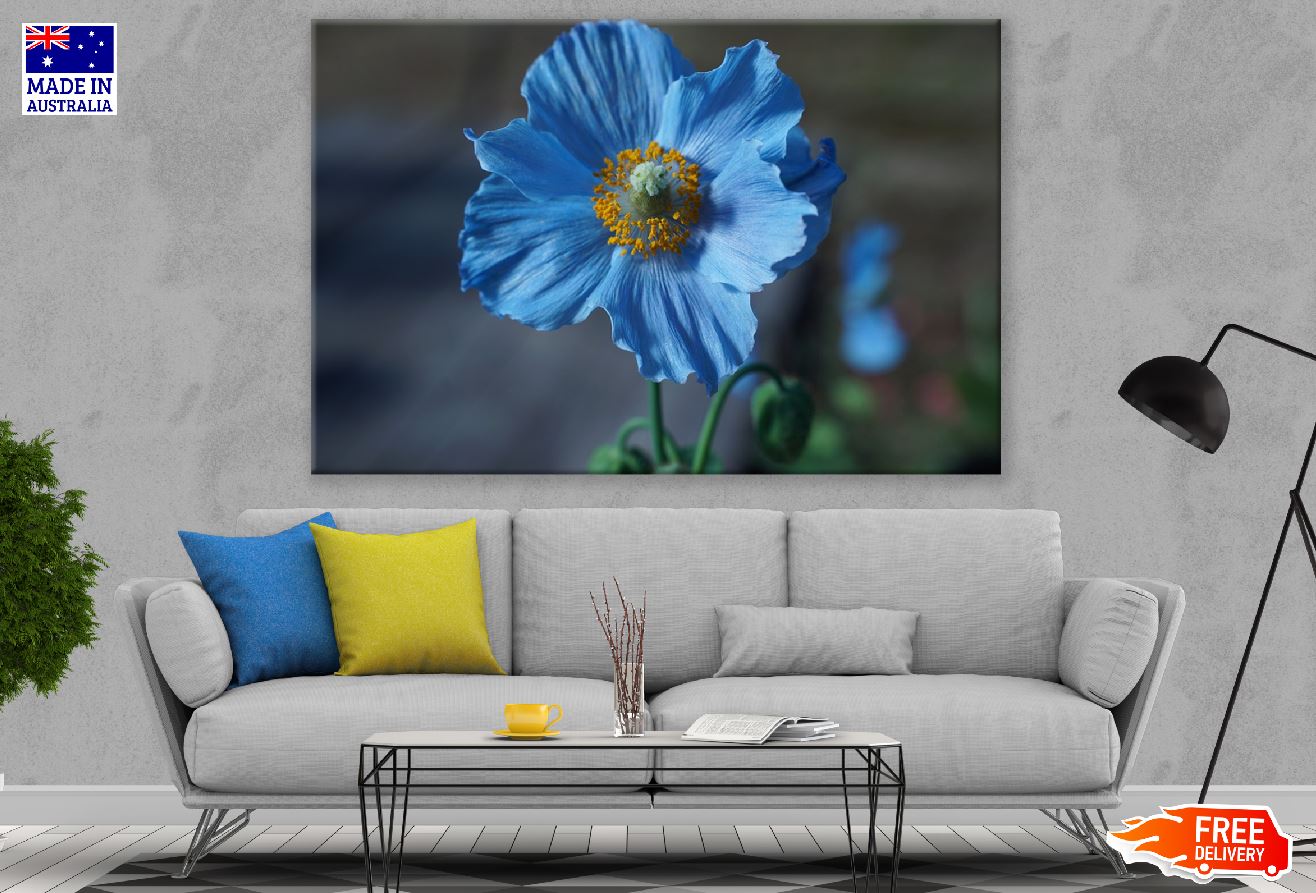 Himalayan blue Tibet Popp Photograph Print 100% Australian Made