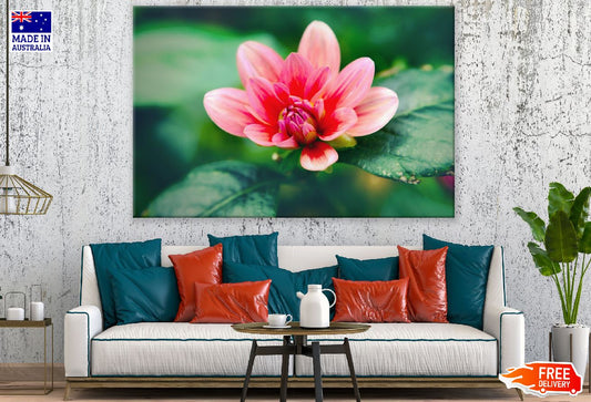 Blooming Pink Flower Closeup Photograph Print 100% Australian Made