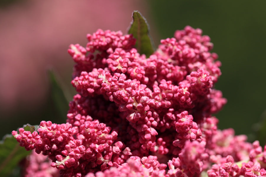 Pink Butterfly Bush Flower View Photograph Print 100% Australian Made
