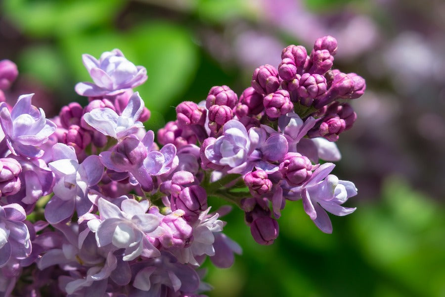 Pink Lilac Flowers Closeup Photograph Print 100% Australian Made