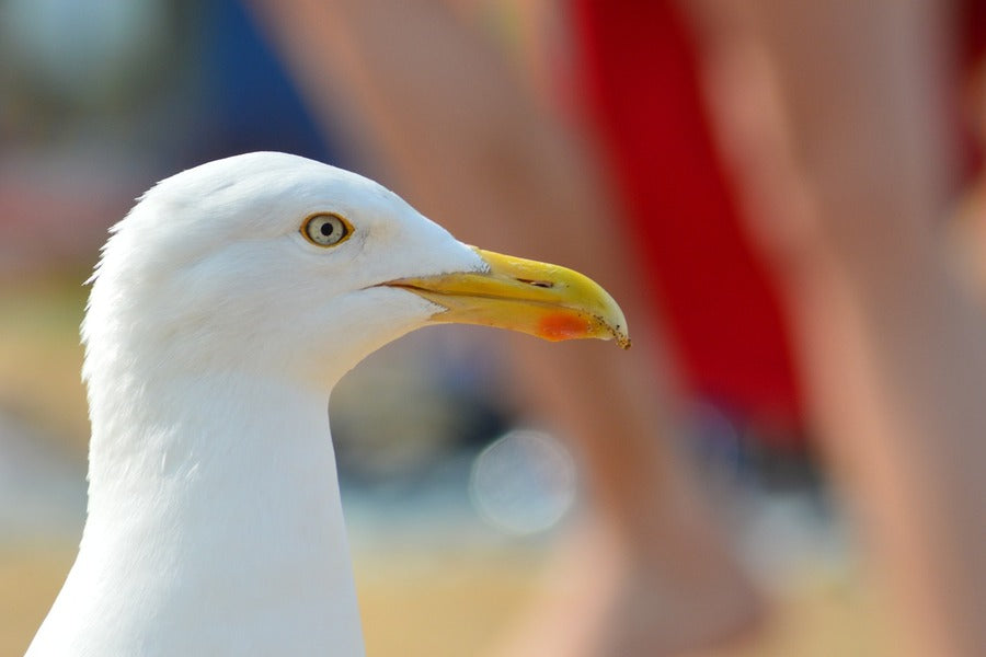 Seagull Bird Face Closeup Photograph Print 100% Australian Made