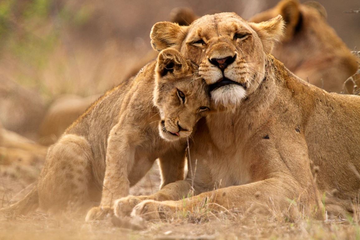 Lioness Herd Closeup Photograph Home Decor Premium Quality Poster Print Choose Your Sizes