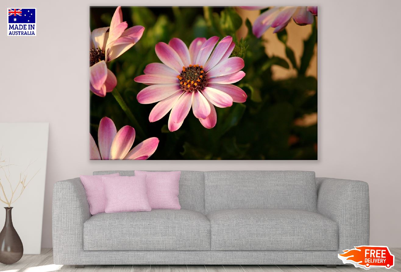 Pink & White African Daisy Flower Photograph Print 100% Australian Made