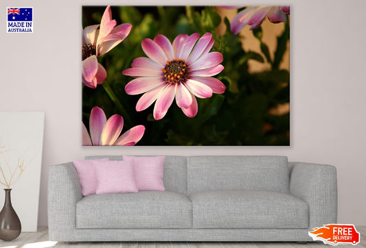 Pink & White African Daisy Flower Photograph Print 100% Australian Made