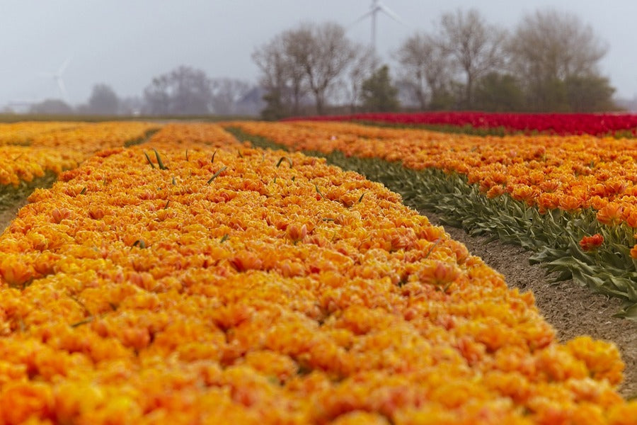 Orange Tulip Flower Field Photograph Print 100% Australian Made