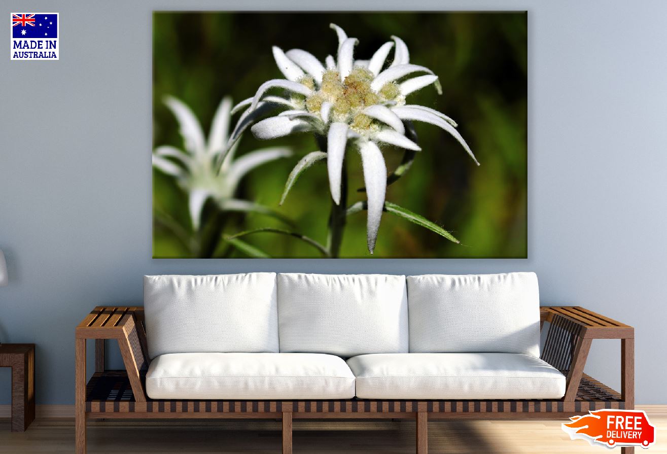 White Edelweiss Flowers Closeup Photograph Print 100% Australian Made