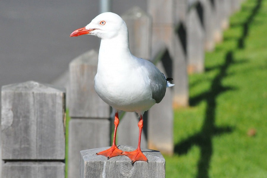 Seagull Bird Closeup Photograph Print 100% Australian Made