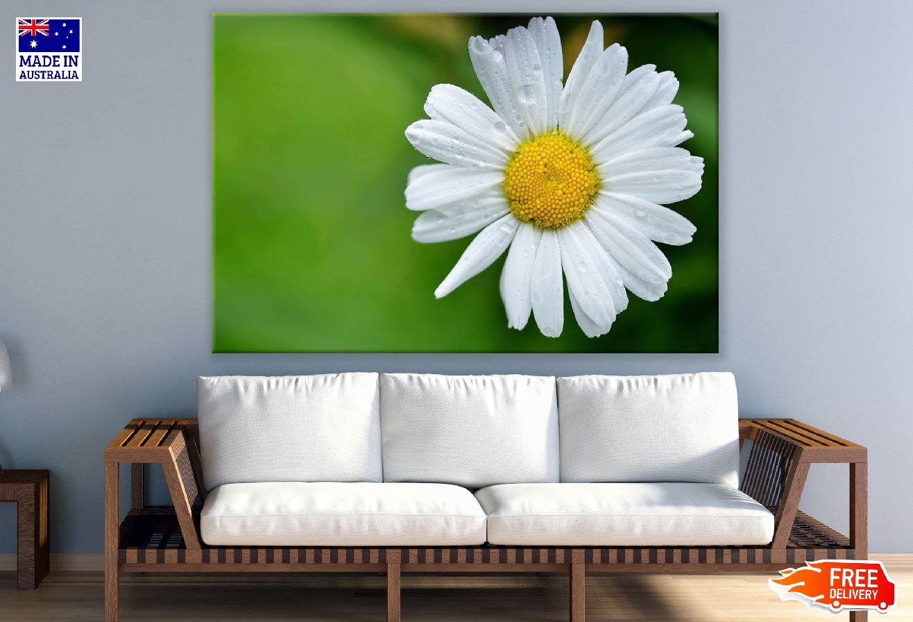 White Daisy Flower Closeup Photograph Print 100% Australian Made
