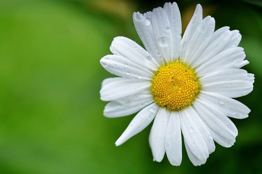 White Daisy Flower Closeup Photograph Print 100% Australian Made