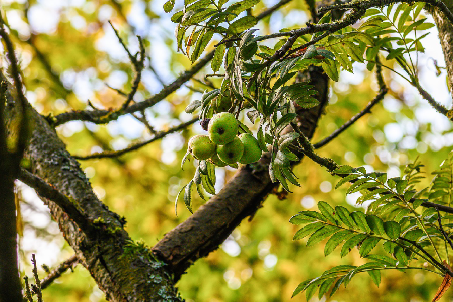 Fruit Tree Closeup Photograph Print 100% Australian Made