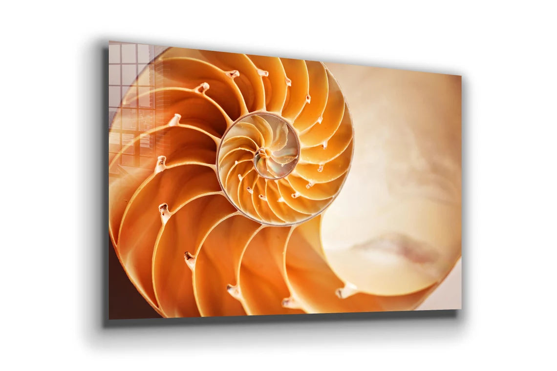 Golden Ratio Sea Shell Print Tempered Glass Wall Art 100% Made in Australia Ready to Hang